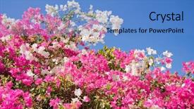  Presentation with tropical flowers - Theme enhanced with beautiful tropical flowers background and a teal colored foreground