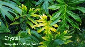  Presentation with hawaii - Cool new slide deck with beautiful tropical garden in hawaii backdrop and a  colored foreground