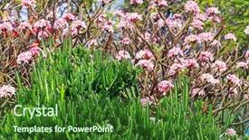  Presentation with hawaii - Audience pleasing presentation theme consisting of beautiful tropical garden in hawaii backdrop and a  colored foreground