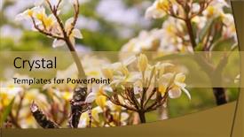  Presentation with hawaii - Presentation theme with beautiful tropical garden in hawaii background and a  colored foreground