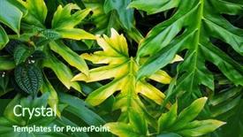  Presentation with hawaii - Amazing presentation theme having beautiful tropical garden in hawaii backdrop and a forest green colored foreground