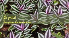  Presentation with hawaii - Audience pleasing presentation theme consisting of beautiful tropical garden in hawaii backdrop and a  colored foreground