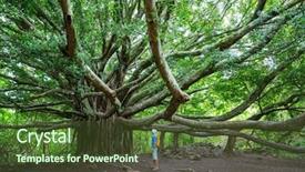  Presentation with maui - Audience pleasing presentation design consisting of beautiful tropical landscapes on maui backdrop and a tawny brown colored foreground