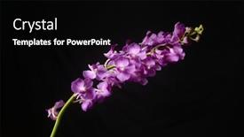  Presentation with beautiful orchid flowers - Colorful slide set enhanced with beautiful-tropical-orchid-flowers-isolated backdrop and a black colored foreground
