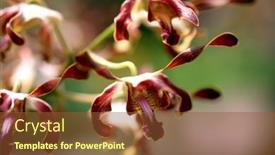  Presentation with orchid - PPT layouts consisting of beautiful-tropical-orchid-with-spiral background and a tawny brown colored foreground