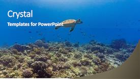 Presentation with fish turtle - Audience pleasing slide set consisting of beautiful tropical reef under water backdrop and a teal colored foreground