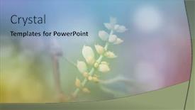  Presentation with succulent - Presentation theme with beautiful-tropical-succulent-plant background and a light blue colored foreground