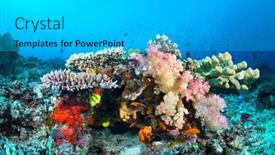  Presentation with ripples - Presentation theme having beautiful-tropical-underwater-corals background and a cyan colored foreground