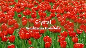  Presentation with tulip - Amazing theme having beautiful-tulip-background-perfect backdrop and a crimson colored foreground