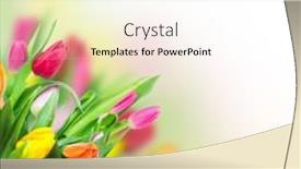  Presentation with tulip - 