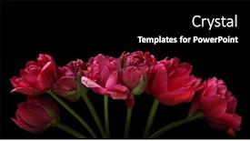  Presentation with tulip - Theme consisting of beautiful-tulip-flowers-on-black background and a black colored foreground
