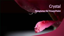  Presentation with tulip drops - PPT theme enhanced with beautiful tulip flowers with drops background and a  colored foreground