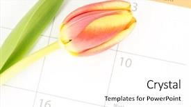  Presentation with mothers day - Amazing slide deck having beautiful tulip on a calendar close up marking mothers day backdrop and a white colored foreground