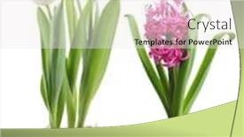  Presentation with tulips - Slides having beautiful tulips and hyacinth flower isolated on white background and a white colored foreground