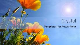  Presentation with photo tulips - Audience pleasing slides consisting of beautiful tulips beautiful flowers nature photo with sun flare backdrop and a light blue colored foreground