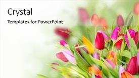  Presentation with tulips - Amazing PPT theme having beautiful tulips bouquet with free backdrop and a white colored foreground