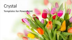 Presentation with tulip - Colorful presentation design enhanced with martial arts class backdrop and a gray colored foreground