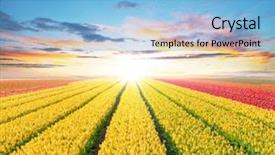  Presentation with tulips - Audience pleasing theme consisting of thrive - beautiful tulips field backdrop and a light blue colored foreground