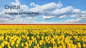  Presentation with tulips - Cool new slides with red sunset fields row - beautiful tulips field backdrop and a light blue colored foreground