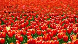  Presentation with springtime - Audience pleasing slide deck consisting of beautiful tulips fields during the springtime backdrop and a red colored foreground