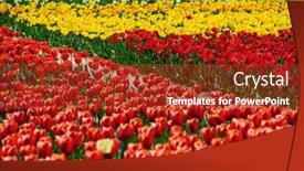  Presentation with springtime - PPT theme featuring beautiful tulips fields during the springtime background and a red colored foreground