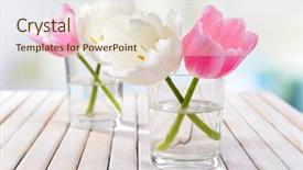  Presentation with tulips - Colorful slide set enhanced with beautiful tulips in bucket in vase on table on light background backdrop and a lemonade colored foreground