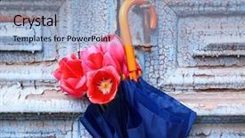  Presentation with tulips - Audience pleasing presentation theme consisting of beautiful tulips in umbrella backdrop and a light blue colored foreground