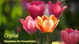  Presentation with yellow orange - Cool new PPT theme with beautiful tulips in yellow pink and orange backdrop and a tawny brown colored foreground