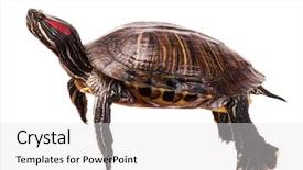  Presentation with blank whiteboard isolated on white - PPT layouts with box turtles - beautiful turtle isolated on white background and a white colored foreground