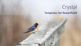  Presentation with swallow - Theme enhanced with beautiful-two-little-tree-swallow background and a sky blue colored foreground