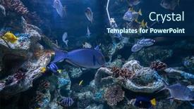  Presentation with underwater - PPT layouts enhanced with beautiful-underwater-in-an-aquarium background and a ocean colored foreground