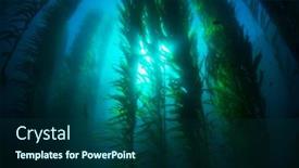  Presentation with water sun - Slide deck with beautiful-underwater-kelp-forest background and a ocean colored foreground