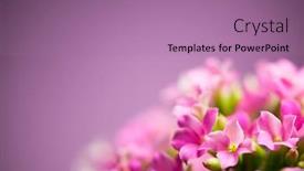  Presentation with flowers - Audience pleasing slides consisting of beautiful-verbena-hybrida-flowers-background backdrop and a coral colored foreground