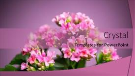  Presentation with flowers - PPT theme having beautiful-verbena-hybrida-flowers background and a coral colored foreground