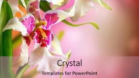  Presentation with beautiful orchid flowers - Presentation theme having woe - grieving word meaning distress background and a light gray colored foreground