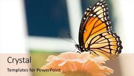  Presentation with orange butterfly - Audience pleasing PPT theme consisting of beautiful viceroy butterfly feeding on a light orange zinnia with a paned window background backdrop and a yellow colored foreground