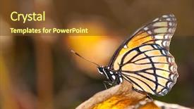  Presentation with butterfly - PPT layouts featuring man in the field examine the ears of corn background and a light blue colored foreground