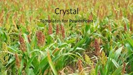  Presentation with food grains - Amazing slide deck having food grains cultivation - beautiful view of sorghum field backdrop and a yellow colored foreground