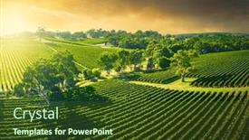 Presentation with vineyard - Theme consisting of beautiful-vineyard-in-the-adelaide and a  colored foreground