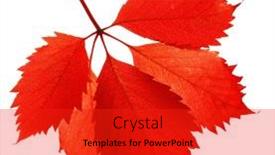  Presentation with leaves - Amazing presentation design having beautiful-vinous-leaves-isolated backdrop and a red colored foreground