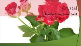  Presentation with roses - Theme enhanced with beautiful-vinous-roses-on-white background and a red colored foreground