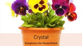  Presentation with beautiful floral border flower design - Slides featuring beautiful violet flower in pot background and a gold colored foreground