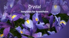  Presentation with iris flower - Audience pleasing PPT theme consisting of beautiful violet iris flower backdrop and a violet colored foreground