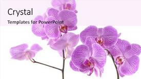  Presentation with purple orchids - Presentation design enhanced with beautiful violet pink orchids background and a lavender colored foreground