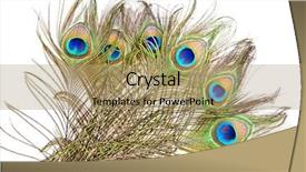  Presentation with peacock feather - Presentation having beautiful vivid peacock feather background and a coral colored foreground