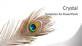  Presentation with peacock feather - Amazing PPT theme having beautiful vivid peacock feather backdrop and a white colored foreground