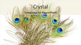  Presentation with peacock feather - Presentation theme featuring beautiful vivid peacock feather background and a lemonade colored foreground