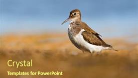  Presentation with ground water - Audience pleasing slide deck consisting of beautiful wader bird on the ground an water of background common sandpiper backdrop and a tawny brown colored foreground