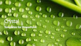  Presentation with water leaf - PPT theme consisting of beautiful water drops background and a  colored foreground