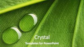  Presentation with water leaf - Beautiful PPT theme featuring beautiful water drops backdrop and a tawny brown colored foreground